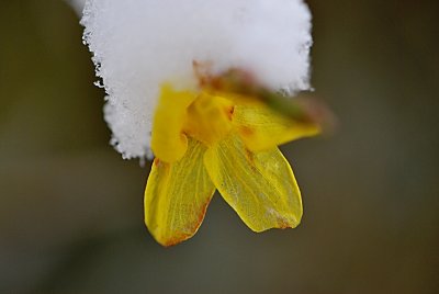 Jasminum nudiflorum - jasmín nahokvětý - detail okvětních plátků
